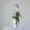 Minimalist ceramic pot for hydroponic flower arrangement
