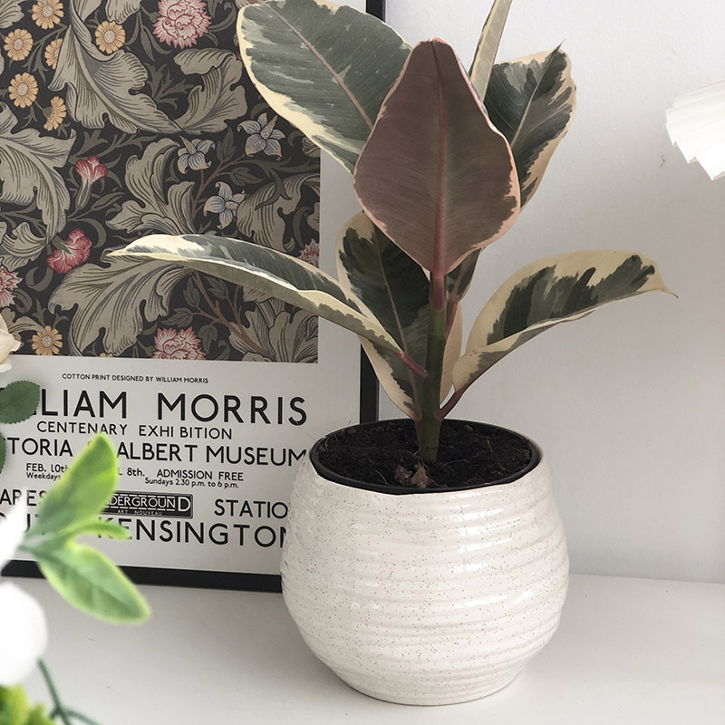 Decorative white ceramic pot for tabletop plants